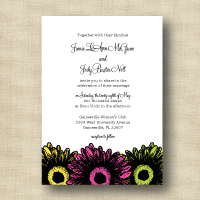 Gerber Daisy